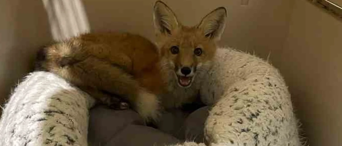 Mange leaves Nashville's foxes bald and hungry. Jerry Vandiver catches them.