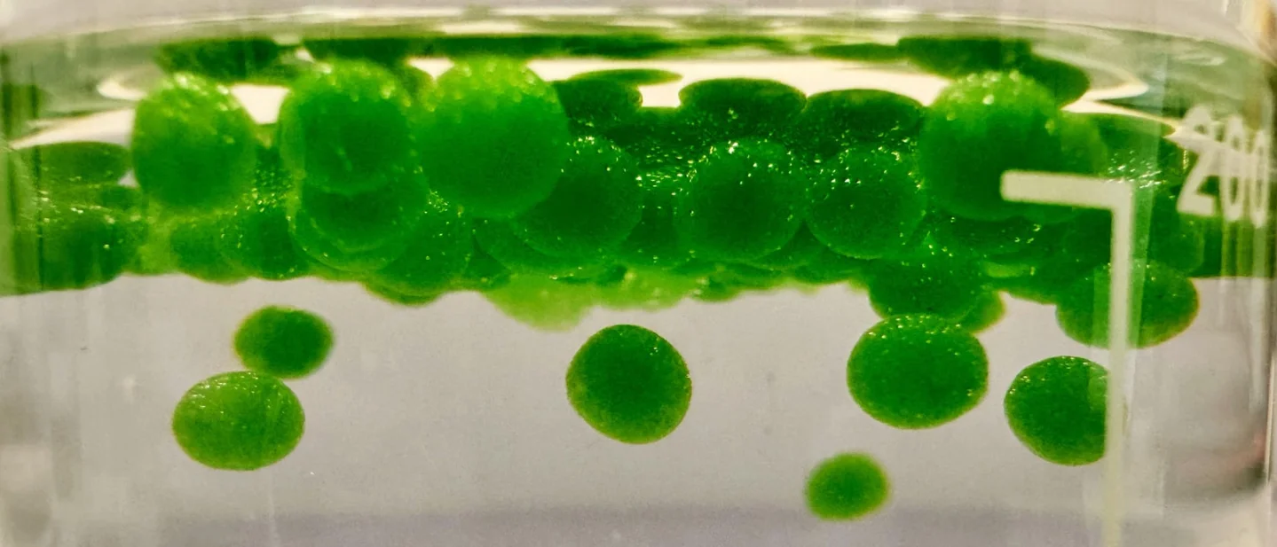 Four bio art works that turn living cultures into shared encounters