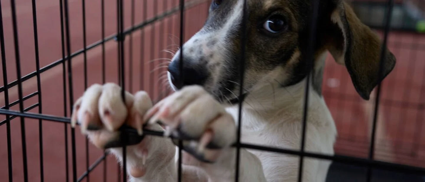 After Greece’s wildfire, volunteers rescued more than 280 animals — then started the harder reunion work