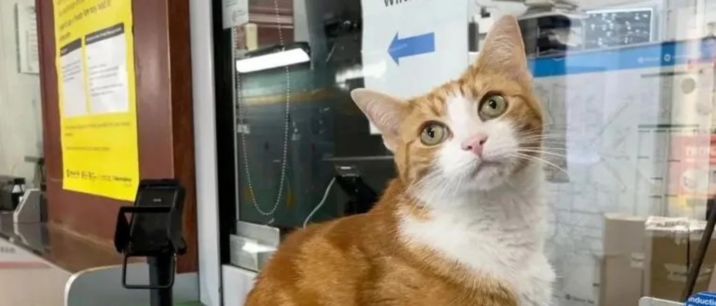 Stourbridge's station cat has a book and 260,000 followers — and in London, 15 frogs the size of a pencil tip have just been born