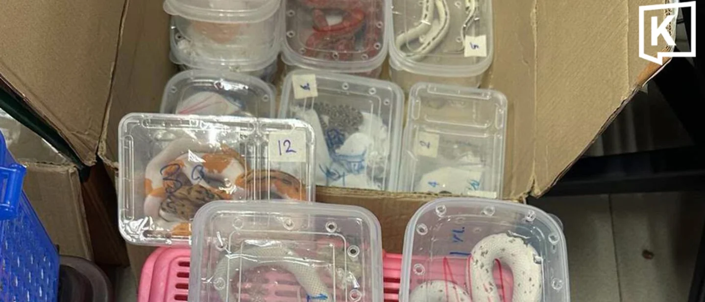 126 reptiles, two lion cubs, and 23.793 kg of airport gold