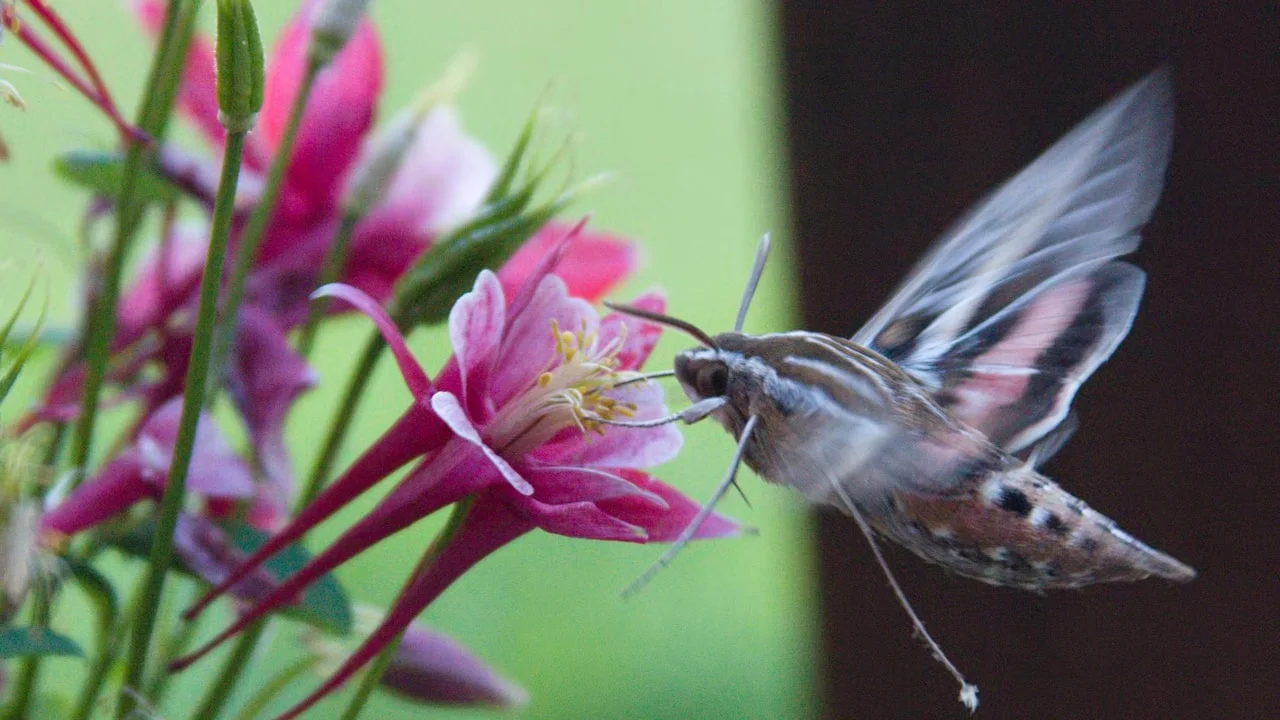 How columbines turned nectar spurs into a map of evolution