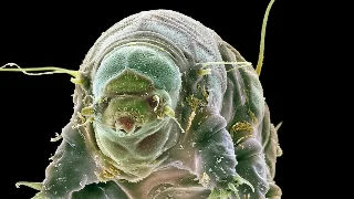 外星人长什么样？答案就藏在地球上最奇怪的生物里