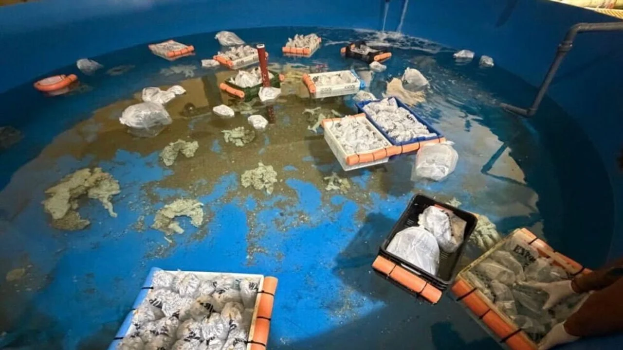 本周海关截获奇案:肯尼亚飞来709条鱼、曼谷机场250只活体野生动物、印度员工直肠藏黄金