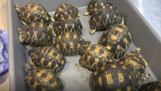 袜子里的活龟、香料箱里的恰特草：全球海关猎奇截获首发样本