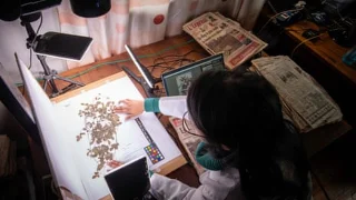 AI 也要进植物标本馆了：在物种消失之前，把它们先认出来