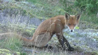 红狐：白尾尖的草坡猎手