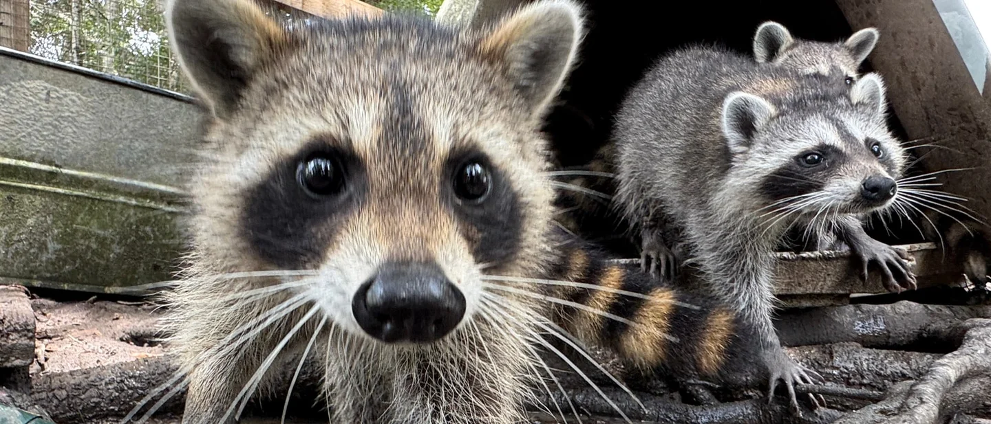 Seventy-six orphaned raccoons went to boot camp in Mississippi. The final lesson is avoiding people