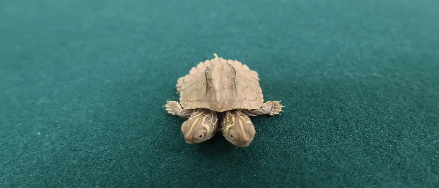 Gold in and diamonds out, a dinosaur skeleton, and one turtle in a trouser pocket