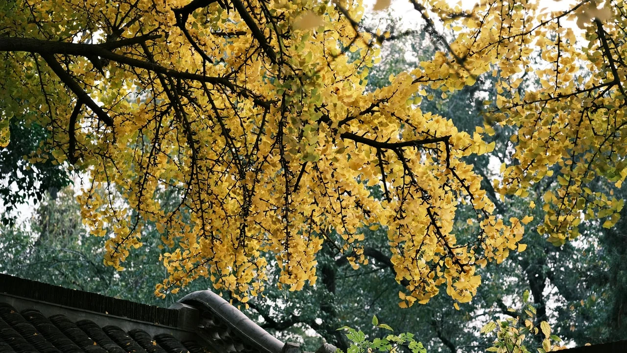 丙申日运势丨2026年5月22日,七杀加身申金护盘,逆中藏顺周五收官