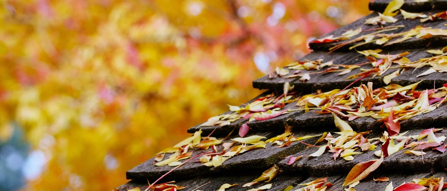 Your house's weak spots are all outside: 8 free fixes before the first storm