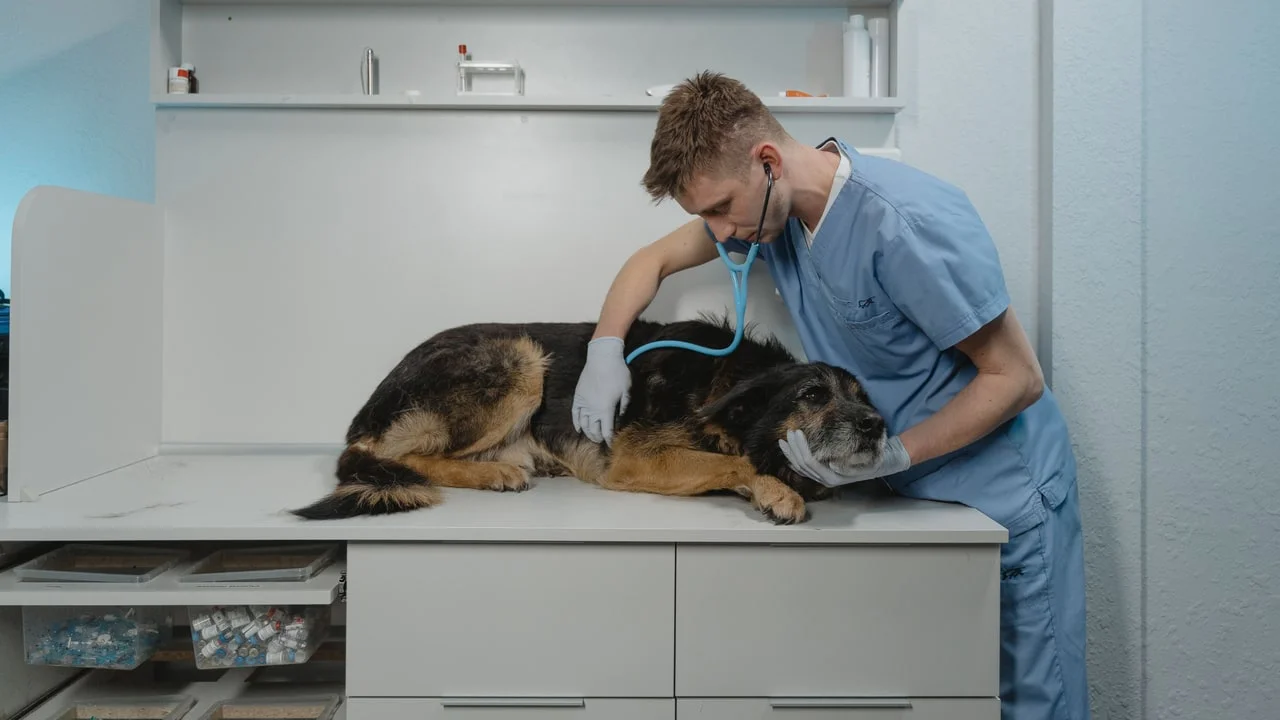 IDEXX Laboratories (IDXX): the diagnostics monopoly hiding inside every vet clinic