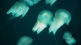 Five species named this week: a venomous Singapore jellyfish, an Indian leopard gecko, Spanish cave isopods, and Chinese moths