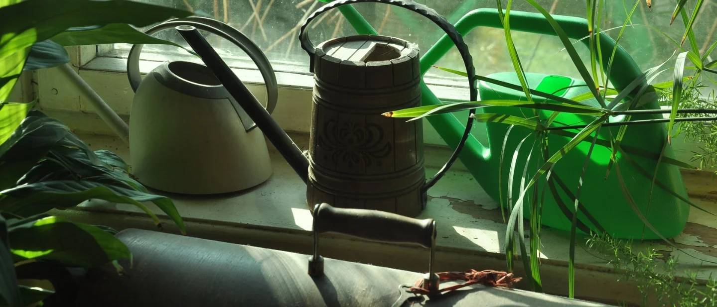 Houseplant care without a shopping list: 7 free fixes for steadier growth