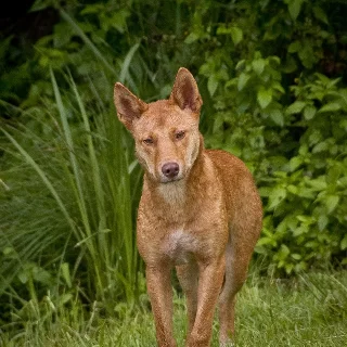🐕 它死后500年，还有人喂它