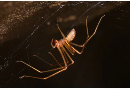 25 new species named June 8: a second cave raptor spider, a CR gesneriad with 70 plants left, and a new cordyceps