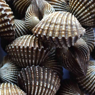 没有眼睛的扇贝，靠细菌活在1400米深海