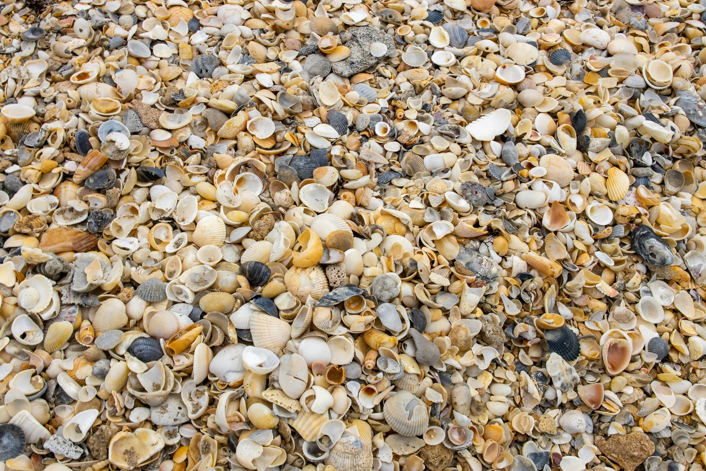 9 new sea snails named May 30, from Vietnam to West Africa