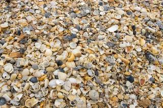 9 new sea snails named May 30, from Vietnam to West Africa