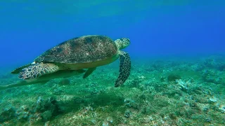 绿海龟：慢慢吃草的海草床守护者