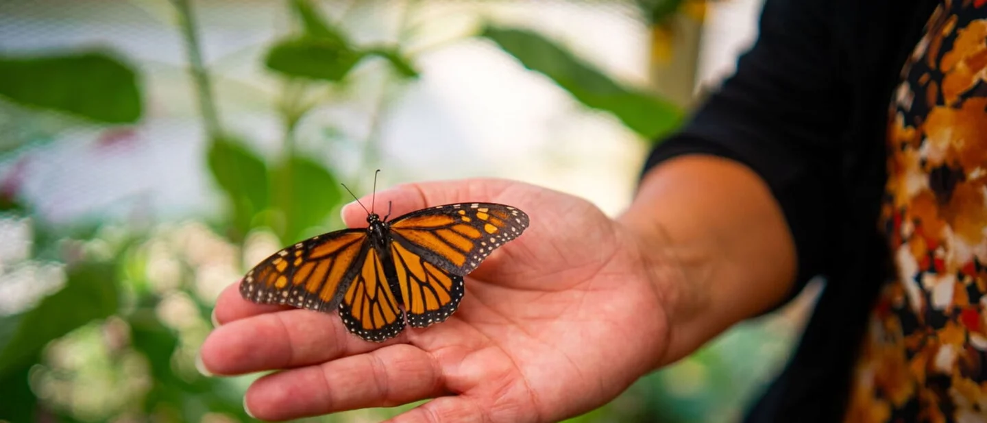 California teenagers recycled 22,000 used sports balls in a day. In a Wisconsin prison, twenty men raised a hundred monarchs