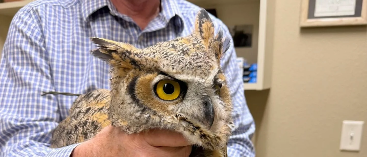 A great horned owl hung from a barbed-wire fence near Spearfish, South Dakota, and one driver after another stopped. In Northumberland, twenty volunteers spent two years putting a closed railway back together.