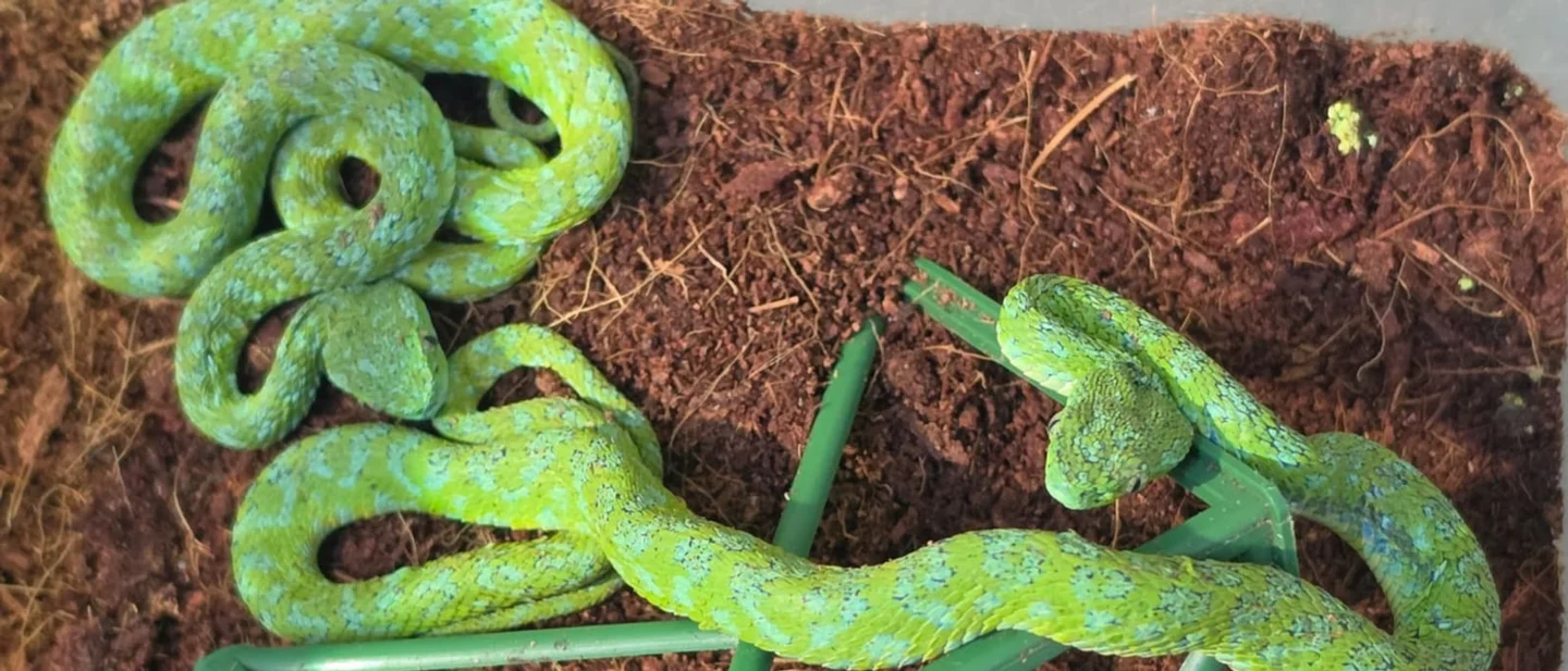 Ninety-two reptiles in a suitcase, gold spun into bag wire, and a compartment under the passenger's feet