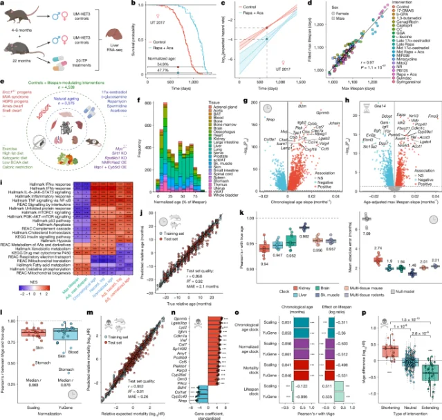 Overview of transcriptomic dataset, survival modeling, clock performance, and gene-level aging/mortality signatures across 4,539 rodent samples