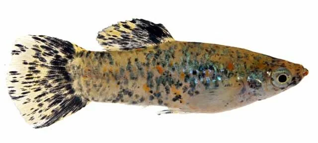 A fish in profile on a white background, densely speckled black over a gold body with black-blotched fins
