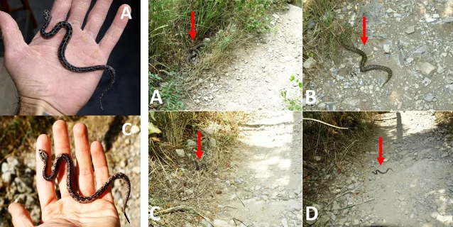 Six-panel composite figure showing small vipers and models on hiking paths