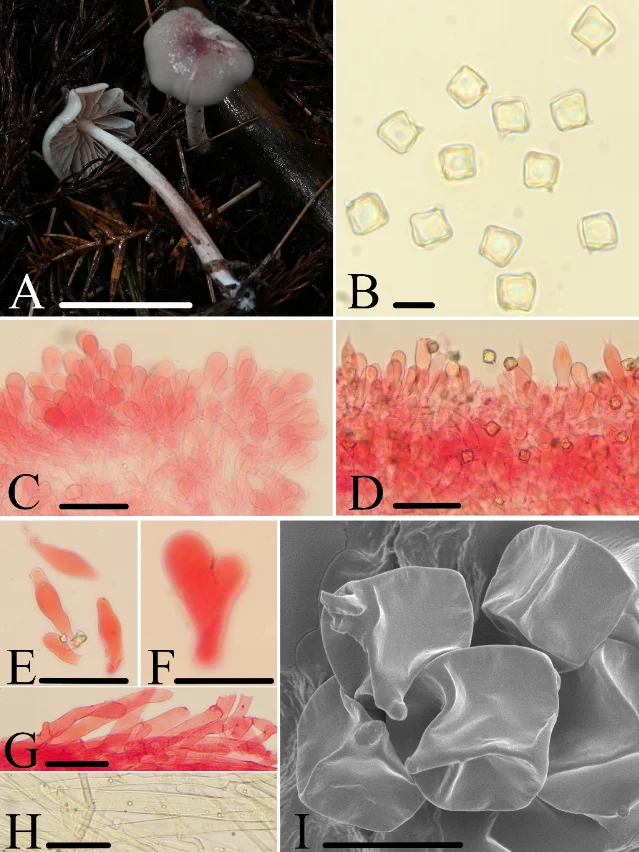 Entoloma fucatum morphological plate: basidiomata, basidiospores, cheilocystidia, pleurocystidia, pileipellis