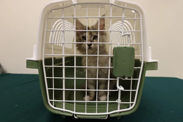 香港海关截获活猫现场