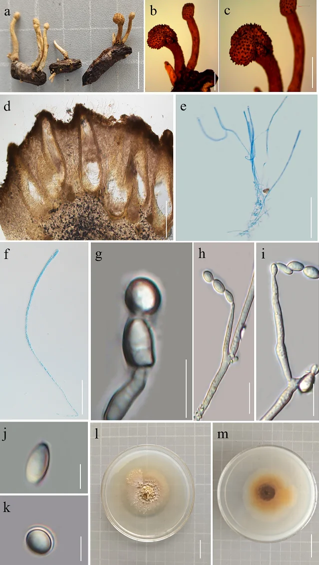 Pleurocordyceps luopingensis morphological plate: stromata, fertile heads, asci, phialides, conidia, PDA colonies