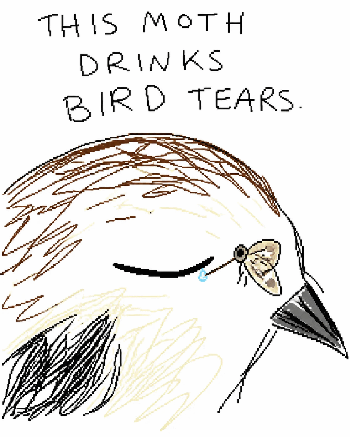This moth drinks bird tears