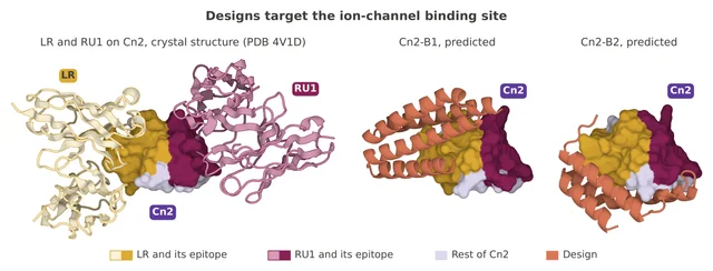Two panels: crystal structures of LR and RU1 bound to Cn2 beside predicted models of Cn2-B1 and Cn2-B2 on the same toxin, with the shared epitope shaded