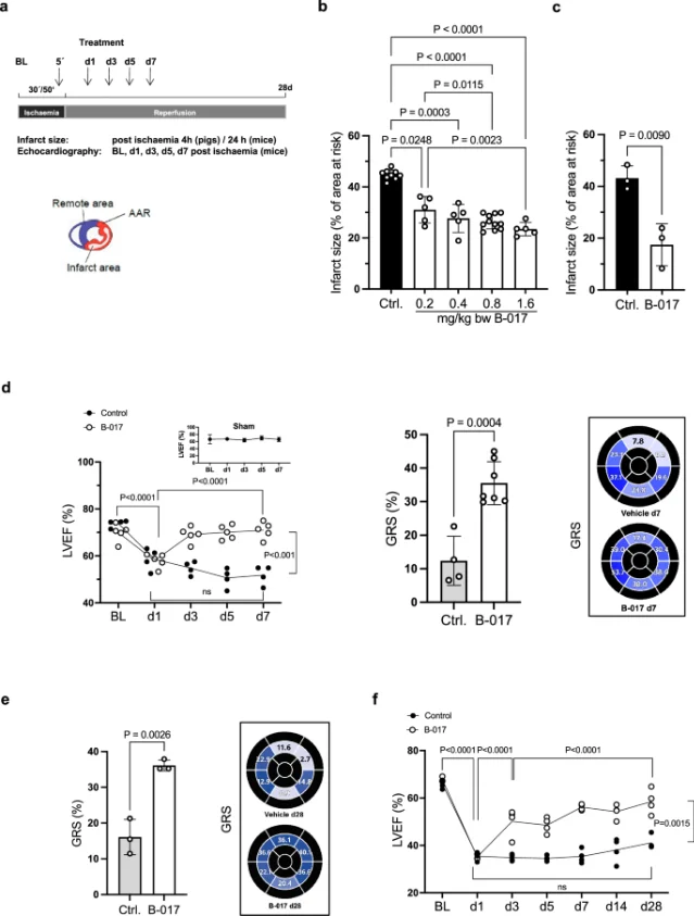 In vivo B-017 protective effects in cardiac, cerebral, and hepatic ischemia-reperfusion injury models (Hendgen-Cotta, Rassaf et al., Fig. 5)