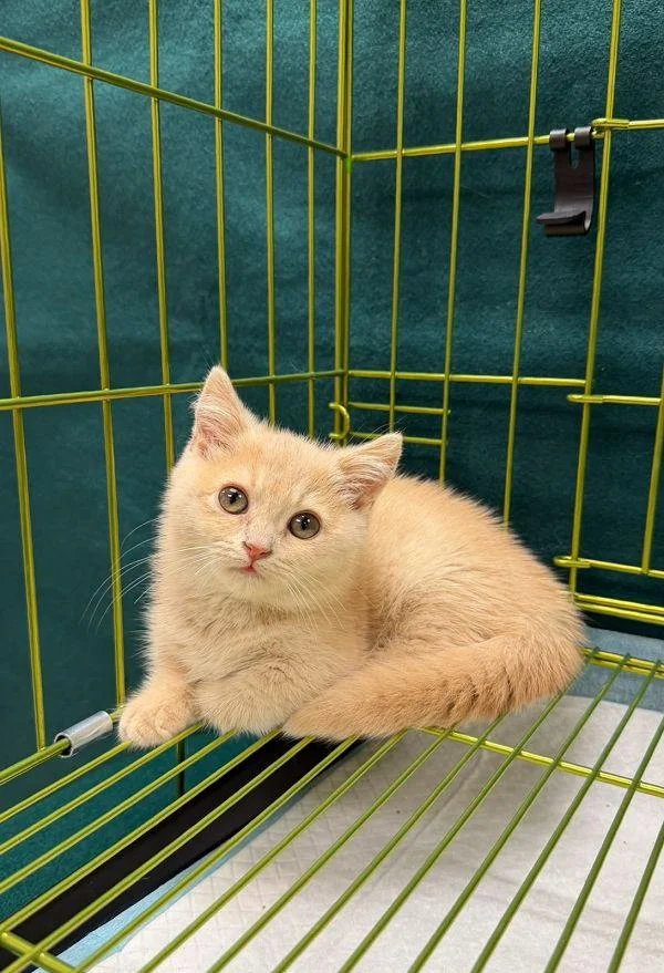 Seized cream-colored kitten sitting on green metal cage bars after Lo Wu interception