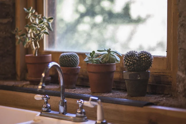 Small compact kitchen with cactus on counter and wood surfaces