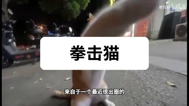 一只橘猫后腿直立、抬爪出拳，画面中间压着一块白色底板，上面写着「拳击猫」三个黑字