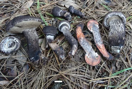 Multiple intact Strobilomyces pedireticulatus fruiting bodies on pine needles, showing cap and stipe at multiple angles