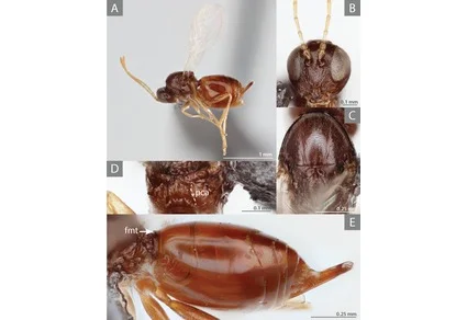 Microscopy montage of gall wasp: lateral habitus, head frontal, mesosoma dorsal, metasoma dorsal views