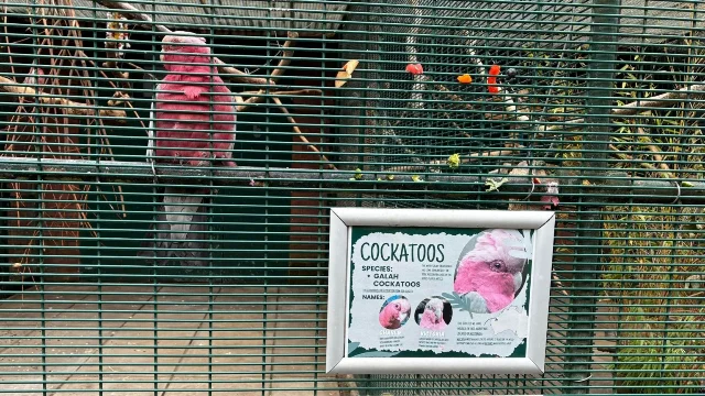 A pink cockatoo sits on a perch inside the Southport aviary.