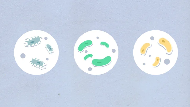 Paper cutout illustration of different bacteria shapes in blue and gray