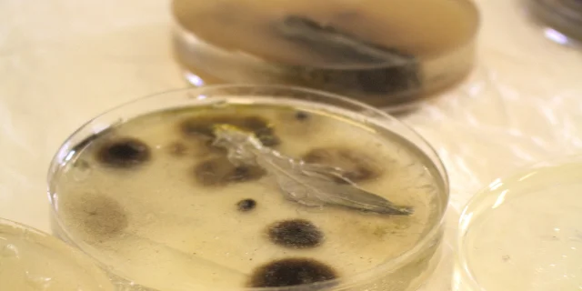 Several Petri dishes containing pale culture media, dark microbial colonies and a translucent feather