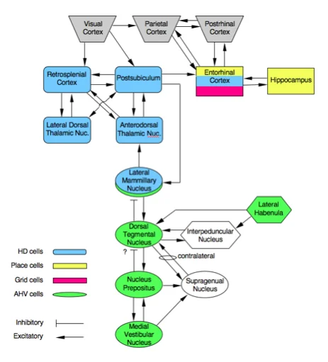 Head direction cell circuit diagram from Scholarpedia showing the pathway from angular head velocity cells in the brainstem through lateral mammillary nuclei to anterodorsal thalamus, postsubiculum, entorhinal cortex, and hippocampus