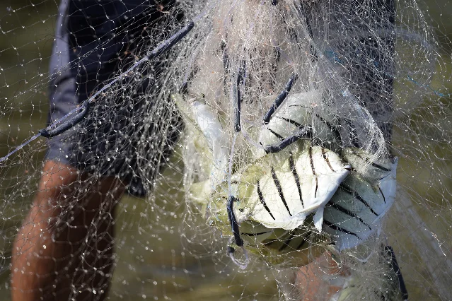 Manini caught in Kanoe Alapa‘i-Hashimoto's fishing net in Hā‘ena.