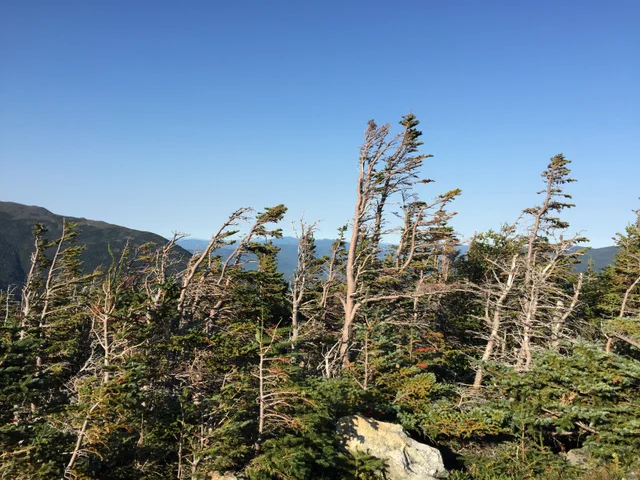 汽车路旁被风修剪的香脂冷杉