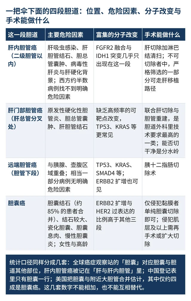一把伞下面的四段胆道:位置、危险因素、分子改变与手术能做什么