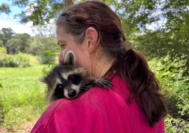 A raccoon kit resting on the shoulder of a woman in a red shirt outdoors