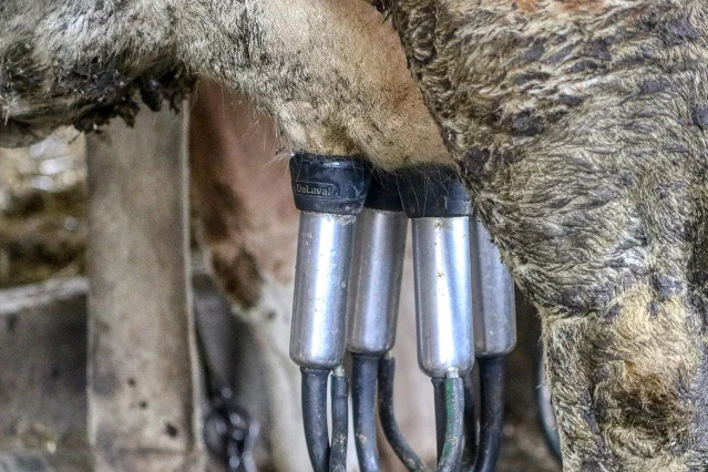 Industrial dairy milking operation — the mechanical precision of the industry Tanzi built, and then hollowed out